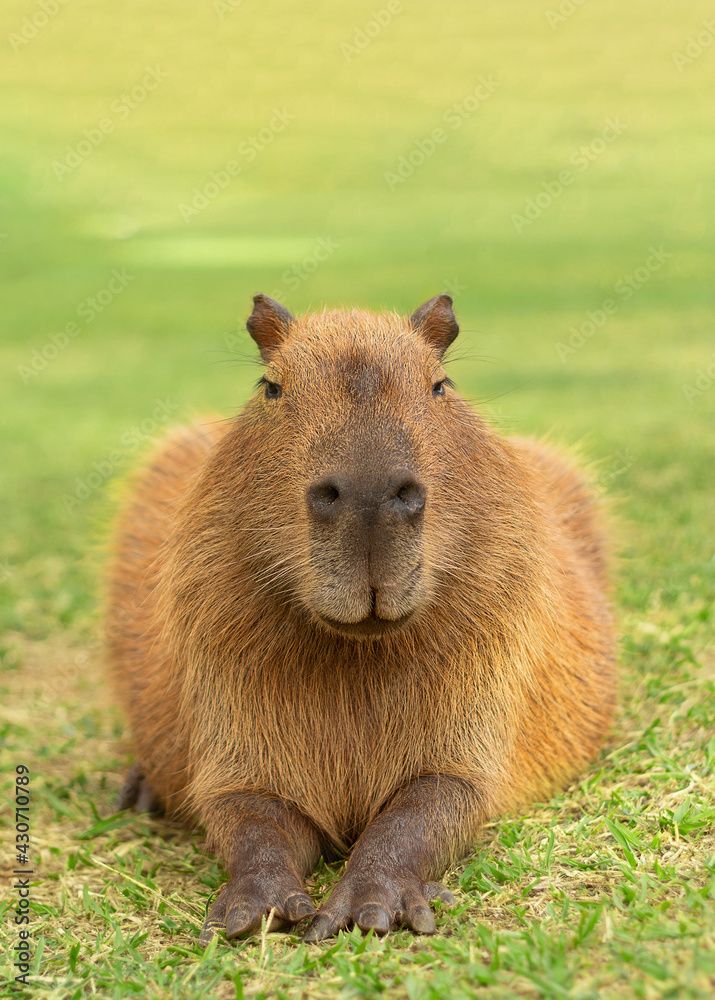 Capybara