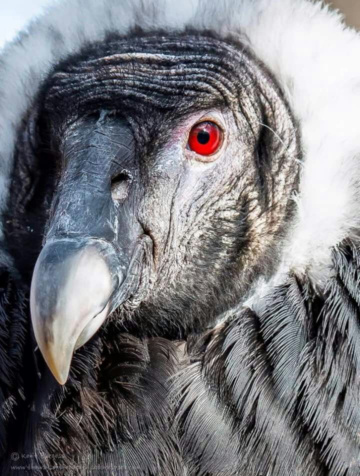 Condor