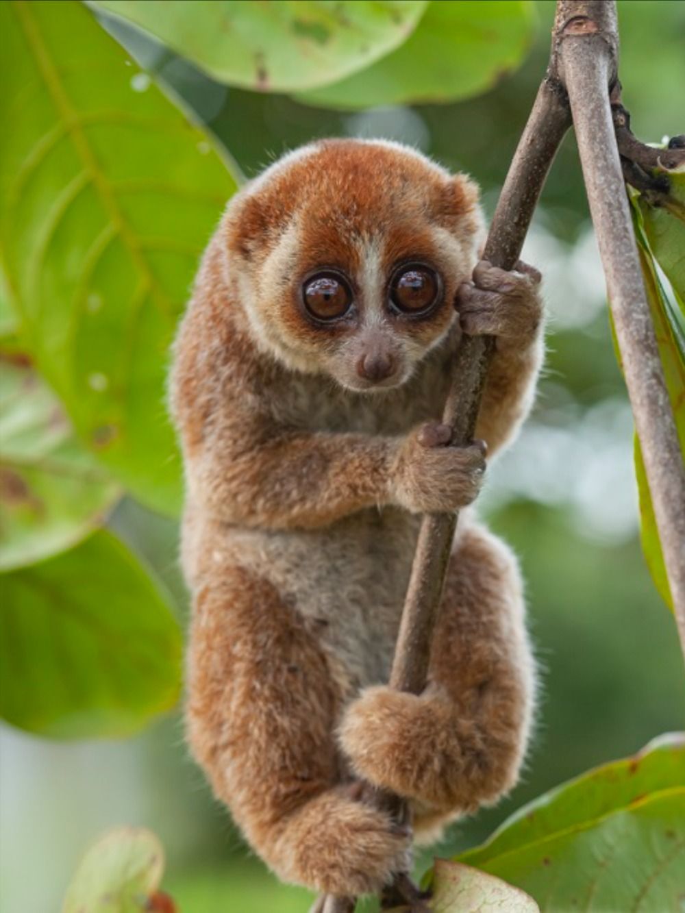 Slow Loris